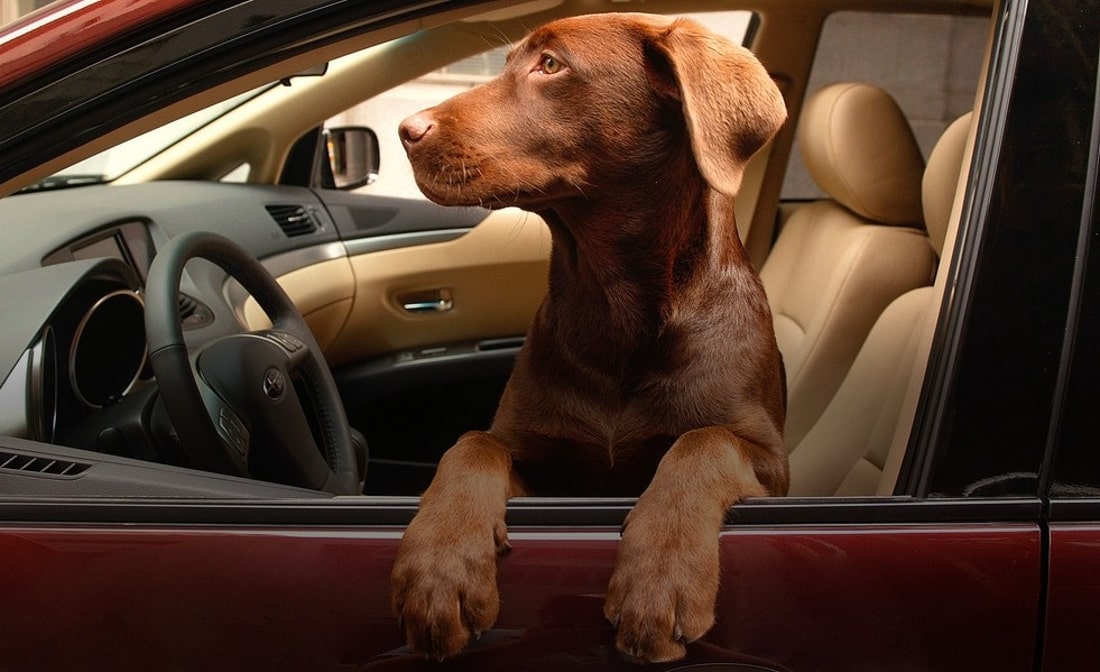 На фото в салоні автомобіля на водійському місці сидить пес коричнево-рудого окрасу